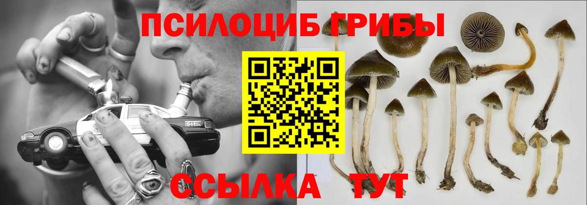 Псилоцибиновые грибы мицелий Среднеуральск
